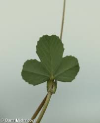 Attēlu rezultāti vaicājumam “Trifolium dubium leaf”