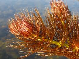 Attēlu rezultāti vaicājumam “Ceratophyllum submersum”
