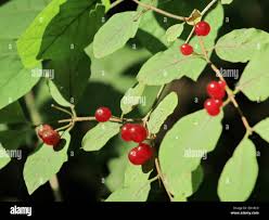 Attēlu rezultāti vaicājumam “Lonicera xylosteum fruit”