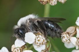 Attēlu rezultāti vaicājumam “Andrena vaga”