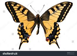 Attēlu rezultāti vaicājumam “Papilionidae”