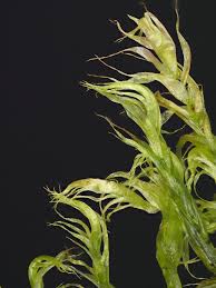 Attēlu rezultāti vaicājumam “Warnstorfia fluitans”