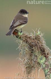 Image result for Sayornis phoebe