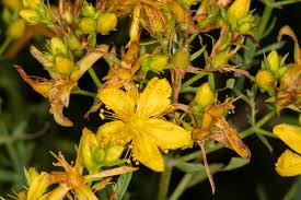 Attēlu rezultāti vaicājumam “Hypericum perforatum”