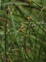 Attēlu rezultāti vaicājumam “Eleocharis quinqueflora”