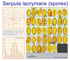 Attēlu rezultāti vaicājumam “Didymium serpula spores”