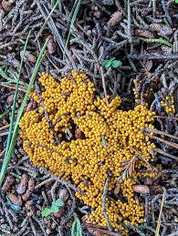 Attēlu rezultāti vaicājumam “Leocarpus fragilis”