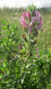 Attēlu rezultāti vaicājumam “Ononis arvensis”