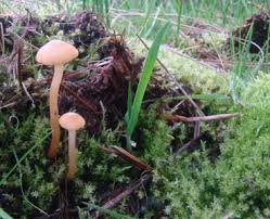 Attēlu rezultāti vaicājumam “Hygroamblystegium humile sporophyte”