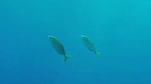 Image result for Chelon dumerili