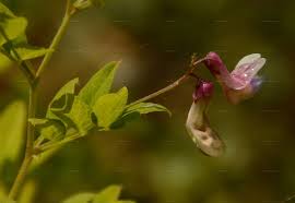 Attēlu rezultāti vaicājumam “Lathyrus niger leaf”