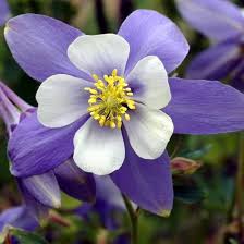 Image result for Aquilegia caerulea