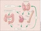 Hyperparathyroidism - January 15, 2004 - American Family Physician