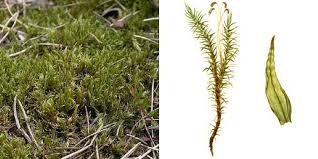 Attēlu rezultāti vaicājumam “Dicranum undulatum”