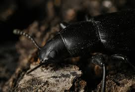 Attēlu rezultāti vaicājumam “Pterostichus melanarius”