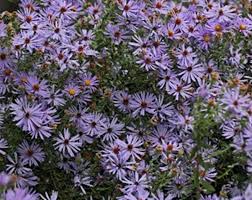 Image result for Aster