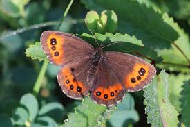 Attēlu rezultāti vaicājumam “Erebia ligea”