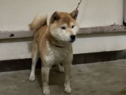 「青森あこ アニマル横町」の画像検索結果