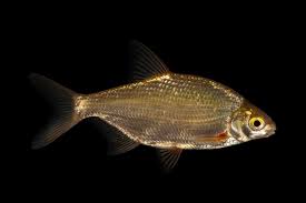 Image result for Blicca bjoerkna