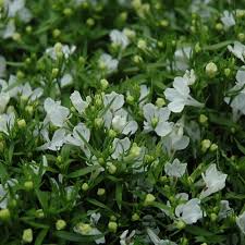 Attēlu rezultāti vaicājumam “Lobelia erinus flower”