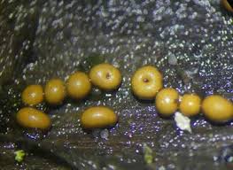 Attēlu rezultāti vaicājumam “Trichia contorta young”