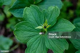 Attēlu rezultāti vaicājumam “Paris quadrifolia fruit”