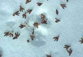 Attēlu rezultāti vaicājumam “Betula alleghaniensis fruit”