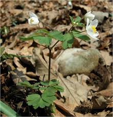 Attēlu rezultāti vaicājumam “Isopyrum thalictroides”