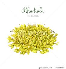 Attēlu rezultāti vaicājumam “Rhodiola rosea flower”