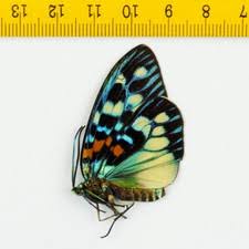 Attēlu rezultāti vaicājumam “Zygaenidae”