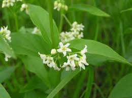 Attēlu rezultāti vaicājumam “Vincetoxicum hirundinaria flower”