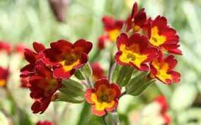 Attēlu rezultāti vaicājumam “Primula veris var. rubra”