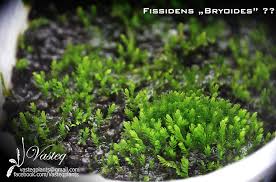 Attēlu rezultāti vaicājumam “Fissidens bryoides”