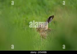 Attēlu rezultāti vaicājumam “Leporida”