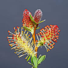 Attēlu rezultāti vaicājumam “Salix x doniana flower”