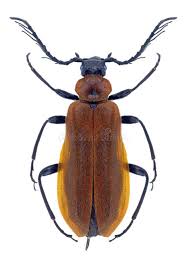 Attēlu rezultāti vaicājumam “Schizotus pectinicornis”