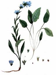 Attēlu rezultāti vaicājumam “Campanula glomerata fruit”