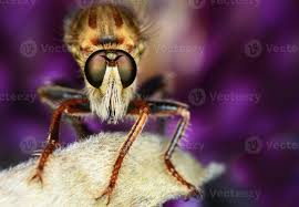 Attēlu rezultāti vaicājumam “Asilus crabroniformis”