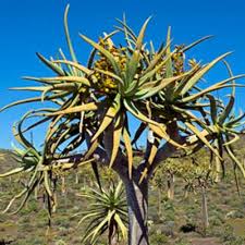 Attēlu rezultāti vaicājumam “Xanthorrhoeaceae”