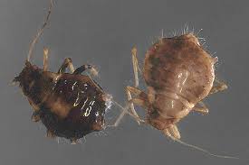 Attēlu rezultāti vaicājumam “Chaitophorus populeti”