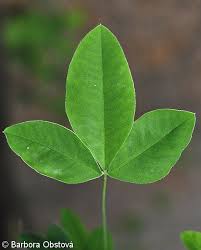 Attēlu rezultāti vaicājumam “Laburnum anagyroides leaf”