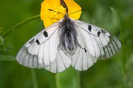 Attēlu rezultāti vaicājumam “Parnassius mnemosyne”