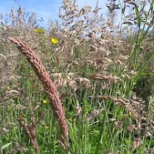Attēlu rezultāti vaicājumam “Holcus lanatus  flower”