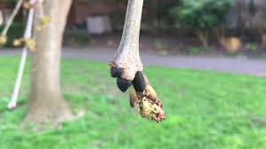 Attēlu rezultāti vaicājumam “Fraxinus excelsior Pendula bud”