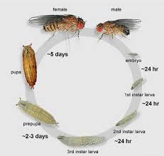 Attēlu rezultāti vaicājumam “Drosophila melanogaster”