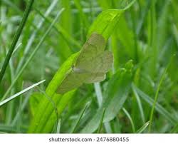 Attēlu rezultāti vaicājumam “Cabera exanthemata female”