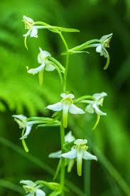 Attēlu rezultāti vaicājumam “Platanthera chlorantha flower”