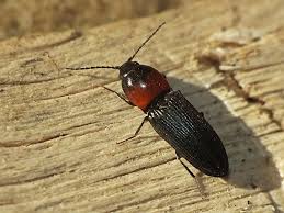 Attēlu rezultāti vaicājumam “Cardiophorus ruficollis”