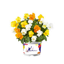 Image result for Viola cornuta