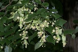 Attēlu rezultāti vaicājumam “Tilia platyphyllos subsp. platyphyllos”